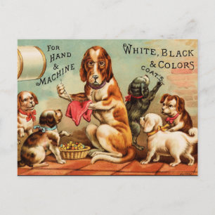 Carte Postale Chiens coudre