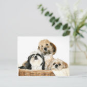 Carte Postale Chiens dans la corbeille (Debout devant)