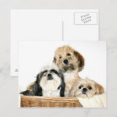 Carte Postale Chiens dans la corbeille (Devant / Derrière)