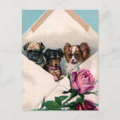 Carte Postale Chiens dans une enveloppe (Devant)