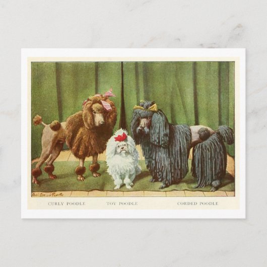 Carte postale Chiens de caniche (Devant)