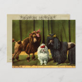 Carte Postale Chiens de caniche vintages (Devant / Derrière)