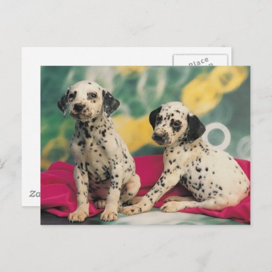 Carte Postale Chiens de Dalmation (Devant / Derrière)