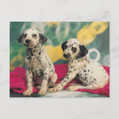 Carte Postale Chiens de Dalmation (Devant)