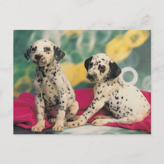 Carte Postale Chiens de Dalmation (Devant)
