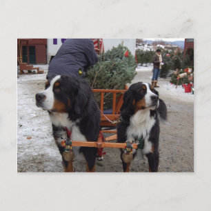 Carte Postale Chiens de montagne bernois