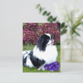 Carte Postale Chiens de Pékin Parti-Color (Debout devant)