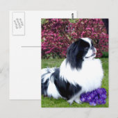 Carte Postale Chiens de Pékin Parti-Color (Devant / Derrière)