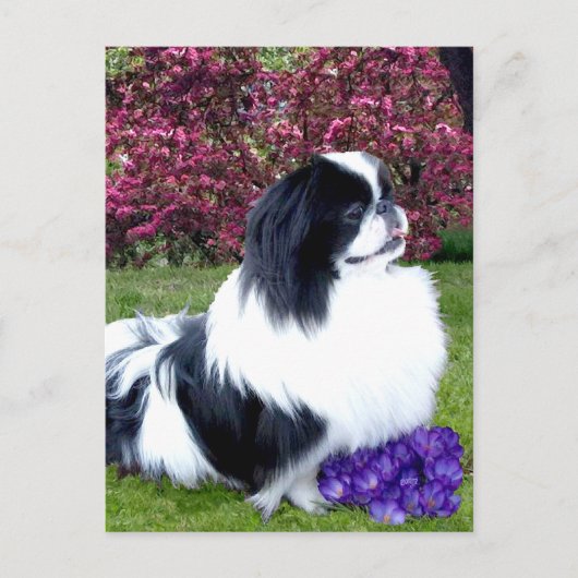 Carte Postale Chiens de Pékin Parti-Color (Devant)