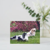 Carte Postale Chiens de Pékin Parti-Couleur (Debout devant)