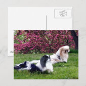 Carte Postale Chiens de Pékin Parti-Couleur (Devant / Derrière)