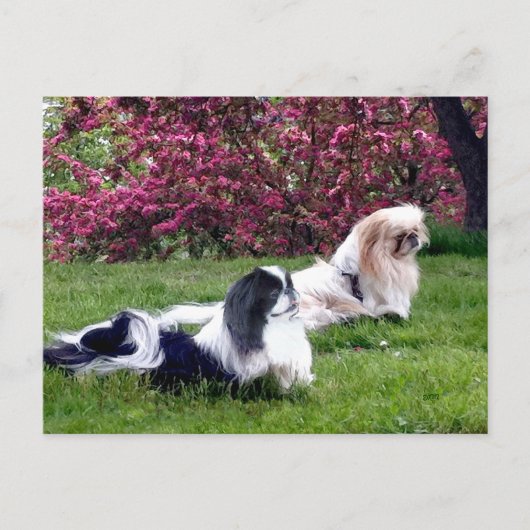 Carte Postale Chiens de Pékin Parti-Couleur (Devant)