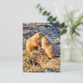 CARTE POSTALE CHIENS DE PRAIRIE (Debout devant)