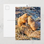 CARTE POSTALE CHIENS DE PRAIRIE (Devant / Derrière)