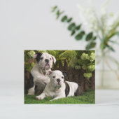 Carte Postale Chiens de taupe anglais (Debout devant)
