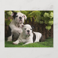 Chiens de taupe anglais