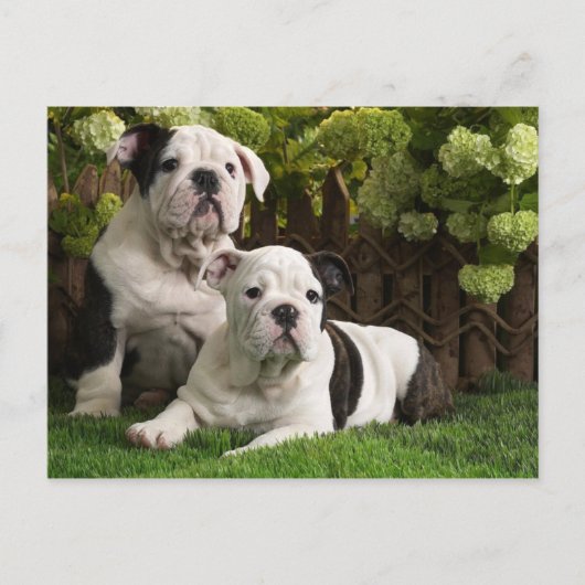 Carte Postale Chiens de taupe anglais (Devant)