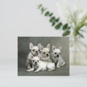 Carte Postale Chiens de taureau français mignons (Debout devant)