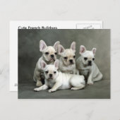 Carte Postale Chiens de taureau français mignons (Devant / Derrière)