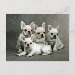 Carte Postale Chiens de taureau français mignons