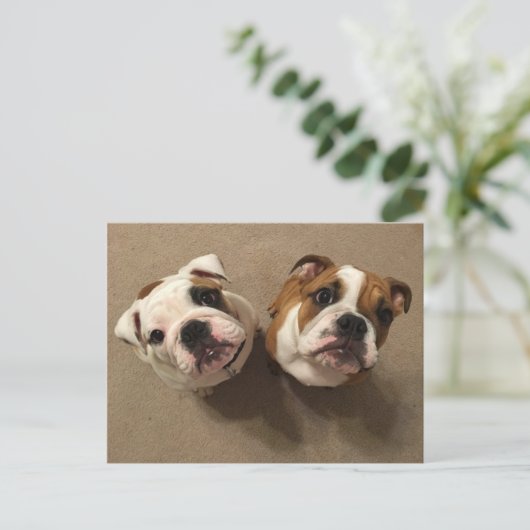 Carte Postale Chiens de taureaux anglais (Debout devant)