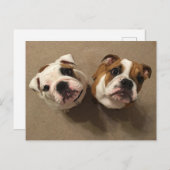 Carte Postale Chiens de taureaux anglais (Devant / Derrière)