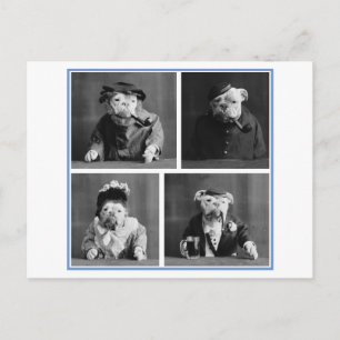 Carte Postale Chiens de taureaux habillés en Humains Oddity Vint