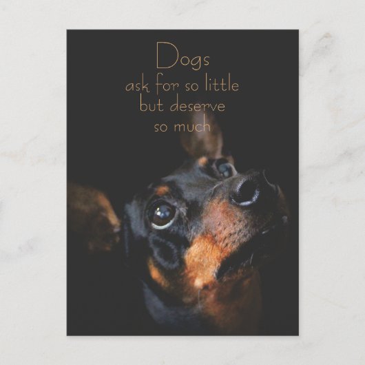 Carte Postale Chiens Demandent Si Peu / Doberman Pinscher (Devant)