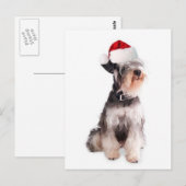 Carte Postale Chiens Ditzy~Carte Postale Originale~Schnauzer Min (Devant / Derrière)