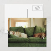 Carte Postale Chiens dormant sur un canapé (Devant / Derrière)
