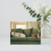 Carte Postale Chiens dormant sur un canapé (Debout devant)