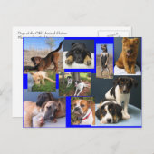 Carte Postale Chiens du refuge animal OKC (Devant / Derrière)