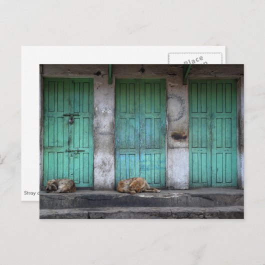 Carte Postale Chiens errants devant des portes vertes sales (Devant / Derrière)