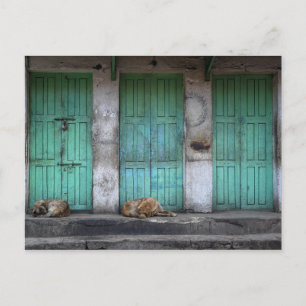 Carte Postale Chiens errants devant des portes vertes sales