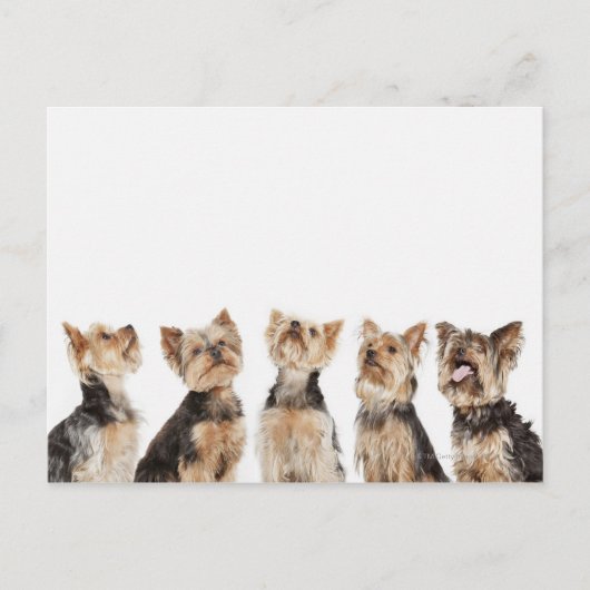 Carte Postale Chiens identiques assis ensemble (Devant)