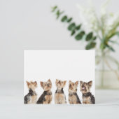 Carte Postale Chiens identiques assis ensemble (Debout devant)