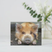 Carte Postale Chiens KuneKune (Debout devant)