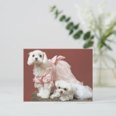 Carte Postale Chiens maltais (Debout devant)