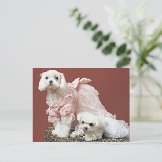 Carte Postale Chiens maltais (Debout devant)