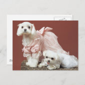 Carte Postale Chiens maltais (Devant / Derrière)