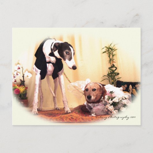 Carte Postale Chiens mariages (Devant)