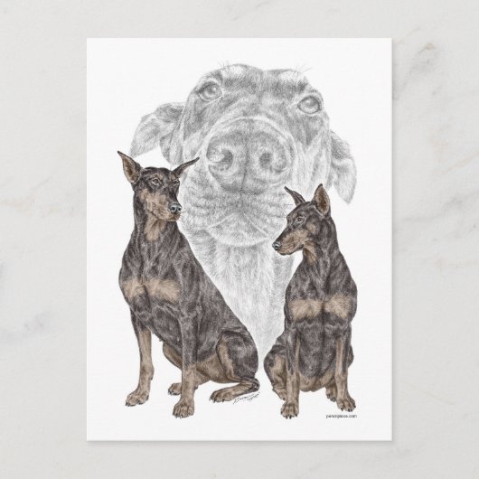 Carte Postale Chiens noirs Doberman (Devant)