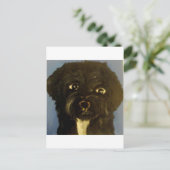 Carte Postale chiens par eric ginsburg (Debout devant)