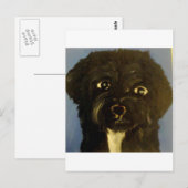 Carte Postale chiens par eric ginsburg (Devant / Derrière)