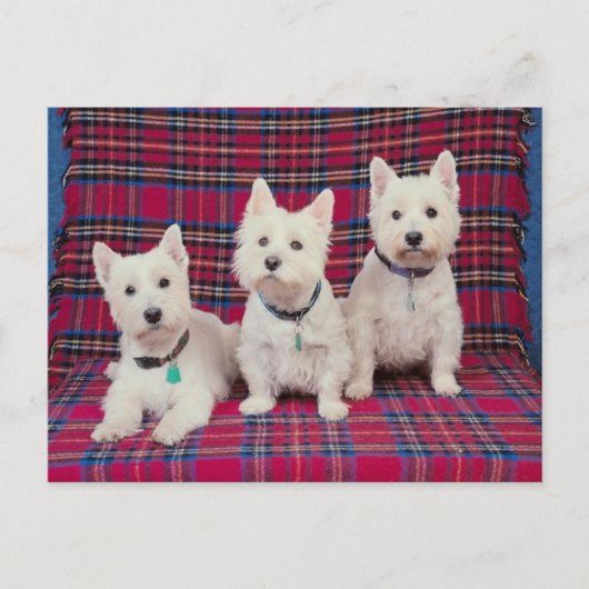 Carte Postale Chiens Posant (Devant)