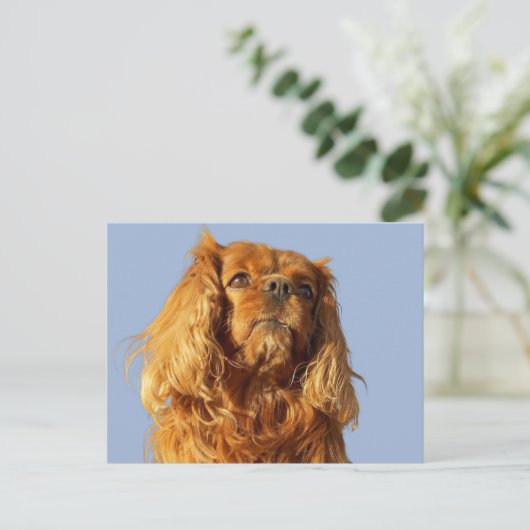 Carte Postale Chiens Puppy Cavalier King Charles Spaniel Ruby Bl (Debout devant)