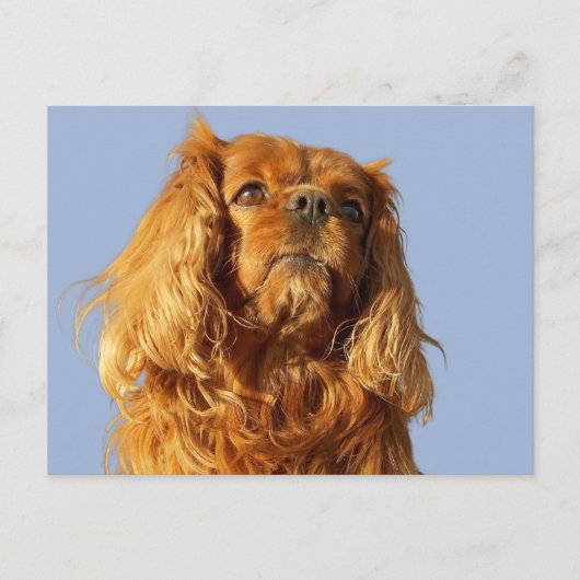 Carte Postale Chiens Puppy Cavalier King Charles Spaniel Ruby Bl (Devant)