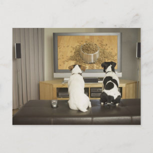 Carte Postale Chiens regardant un plat de chien avec de la nourr
