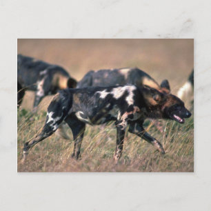 Carte Postale Chiens sauvages d'Afrique chassant sur la savane