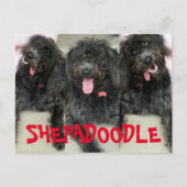 Carte Postale Chiens Shepadoodles Idiots (Devant)
